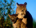 Mountain Lion mother & cub